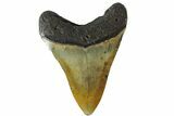 Fossil Megalodon Tooth - South Carolina #164980-2